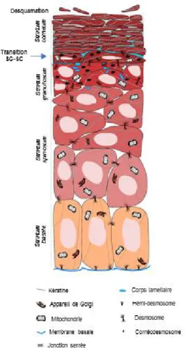 Figure  1.2  Différentiation  des  kératinocytes  dans  la  couche  épidermale  de  la  peau