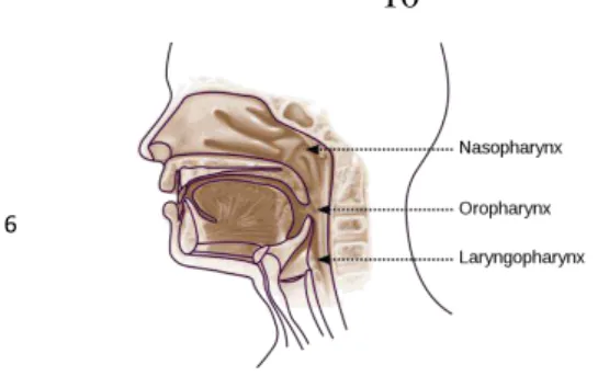 Figure 2  : Structure en coupe de l'œsophage