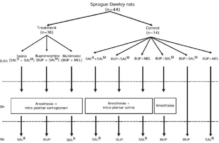 Figure 2.1.2.3.1: Flow chart depicting experimental pathway for each treatment group. 