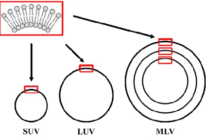 Figure 1.6 : Représentation schématique des différents types de vésicules. Adaptée de la  référence (Kanásová et Nesměrák 2017) avec la permission de Springer