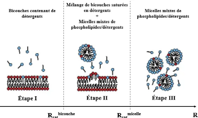 Figure 1.9 : Les trois domaines de la solubilisation des vésicules par le détergent. 