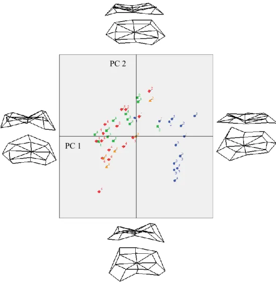 Figure 3.1.9.: Principal Component Analyses scatter plot for metaphyseal landmarks of the  femur
