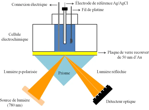 Figure 1.6  Illustration du montage de la spectroscopie de résonance des plasmons  de surface combinée avec l'électrochimie