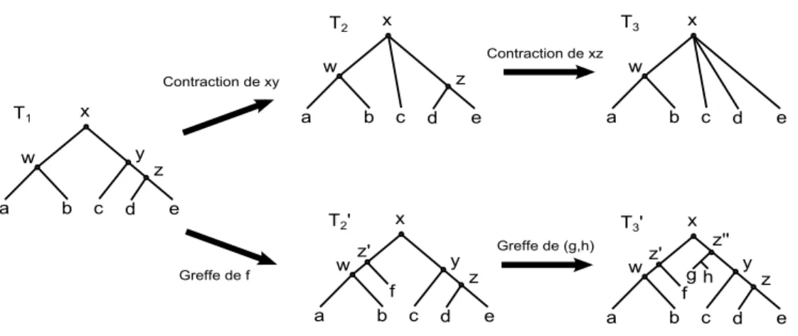 Figure 2.3: Illustrations des op´erations de contraction et de greffe sur les arbres enracin´es