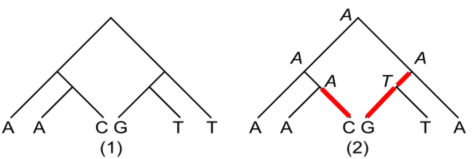 Figure 3.1: Exemple d’´etiquetage parcimonieux pour un seul caract`ere. (1) Un arbre ainsi qu’un nucl´eotide assign´e `a chaque feuille