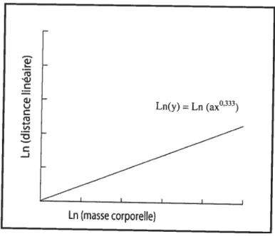 Figure 4. Courbe de l’isométrie entre ta masse corporelle et les distances linéaires