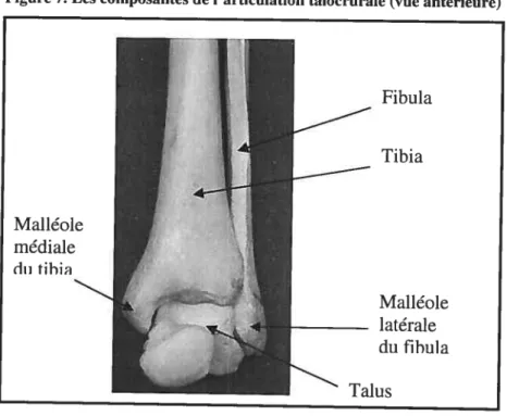 Figure 7. Les composantes de l’articulation talocrurale (vue antérieure)