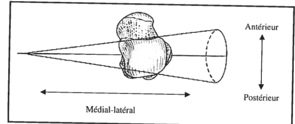 Figure 10. Forme conique et « wedge-shape » de la trochiée du talus en vue supérieure (modifié de Aefflo et Dean, 1990) Antérieur____________________________ I Postérieur Médial-latéral