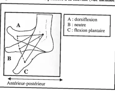 Figure 11. Mouvement possible à la cheville (vue médiale) (modifié de Aiello et Dean, 1990)