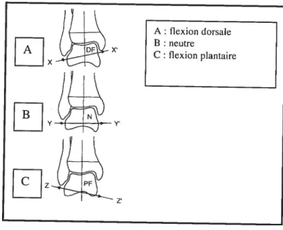 Figure 12. Axe de rotation de la cheville (vue postérieure) (modifié de Frankel et Nordin, 2001)
