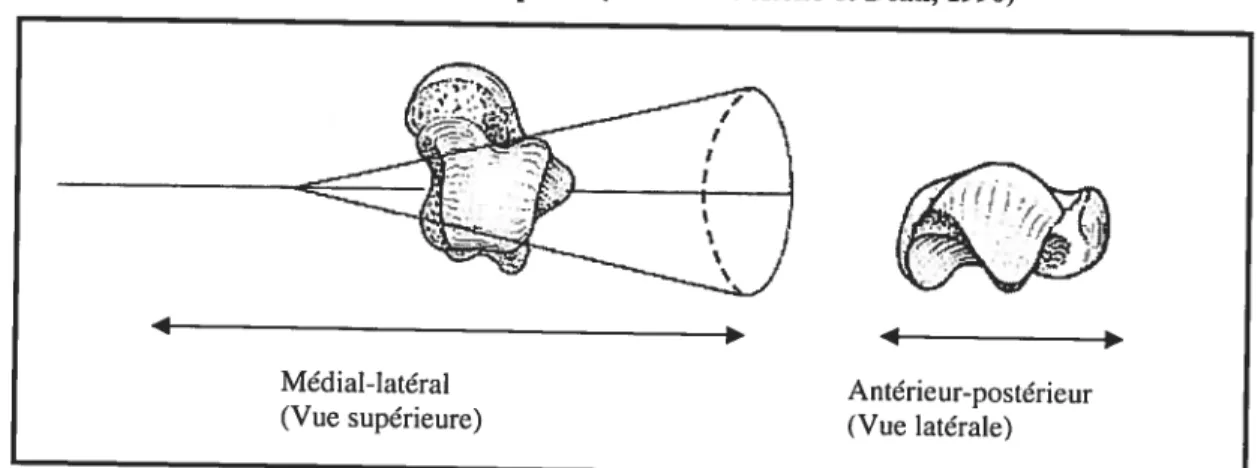 figure 13. Forme du talus chez le chimpanzé (modifié de Aiello et Dean, 1990)