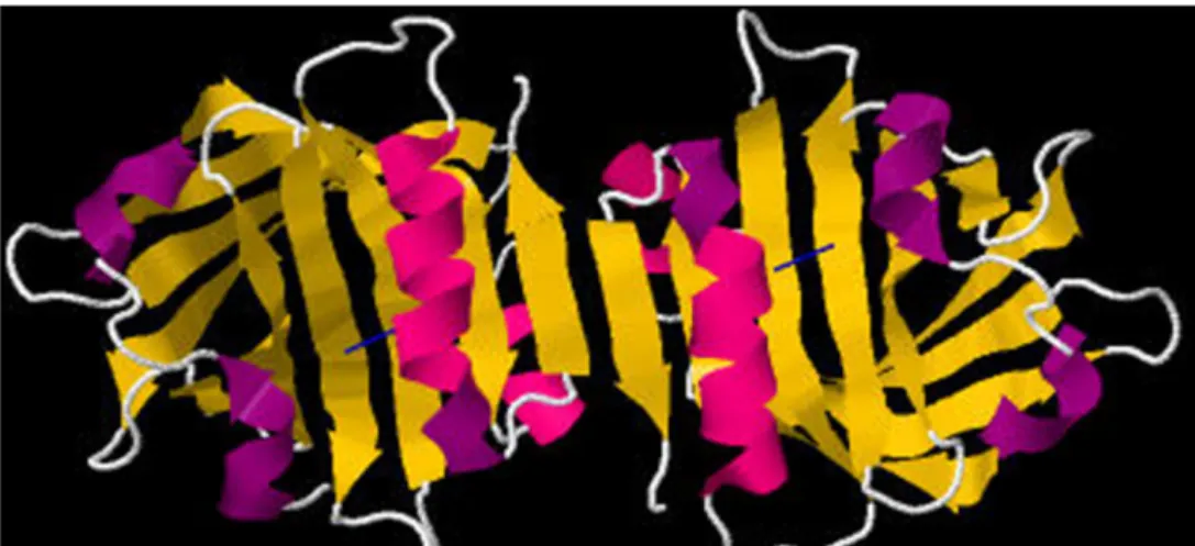 Figure 1.1. Dimer of βlg with di-sulfides bonds in blue. Adapted from  PDB 1B8E [48]. 