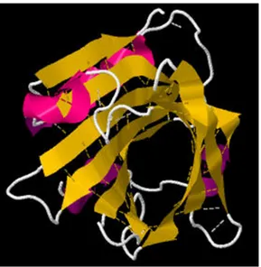 Figure 1.2. Central cavity of βlg monomer with hydrogen bonds (--). Adapted  from PDB 1B8E  [48]