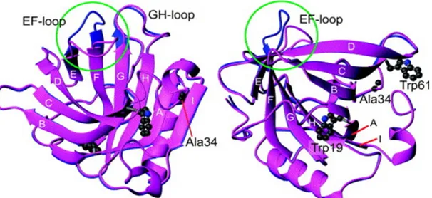 Figure 1.3.  Structures  of  βlg  displaying  the  EF-loop in the closed (left) and  open (right) conformation in the green circle