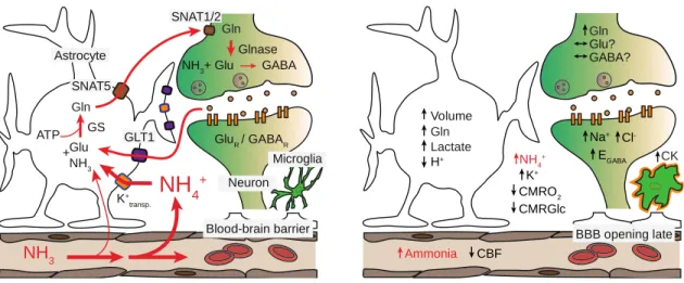 Figure 1. Effects of ammonia toxicity in brain. Left, physiological ammonia handling in the  brain
