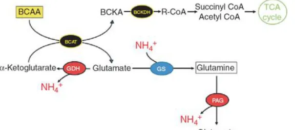 Figure 6 Branched‐chain amino acids (BCAA) stimulating ammonia metabolic  pathways. Valine, leucine, and isoleucine, along with α‐ketoglutarate, can be 