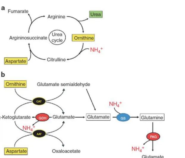 Figure 7 Possible ammonia pathways induced by L‐ornithine L‐aspartate. (a) L‐ornithine  L‐aspartate, a substrate and intermediate of the urea cycle, can lower ammonia by 