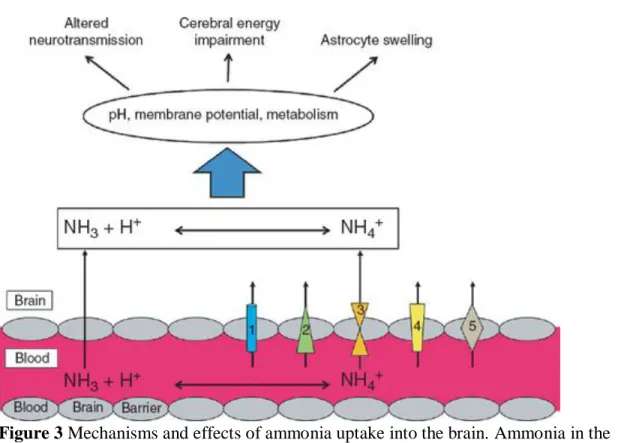 Figure 3 Mechanisms and effects of ammonia uptake into the brain. Ammonia in the  form of NH 3 , being a gas, can diffuse across cell membranes, whereas NH 4 +
