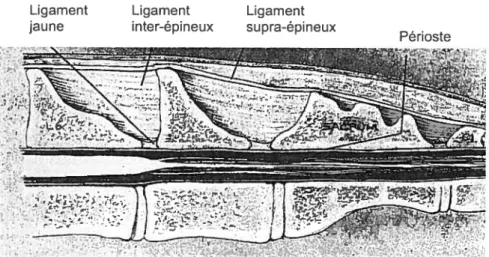 Figure 2. Anatomie du canal spï na! : coupe longitudinale Ligament jaune Ligament inter-épineux Ligament supra-épineux Périoste