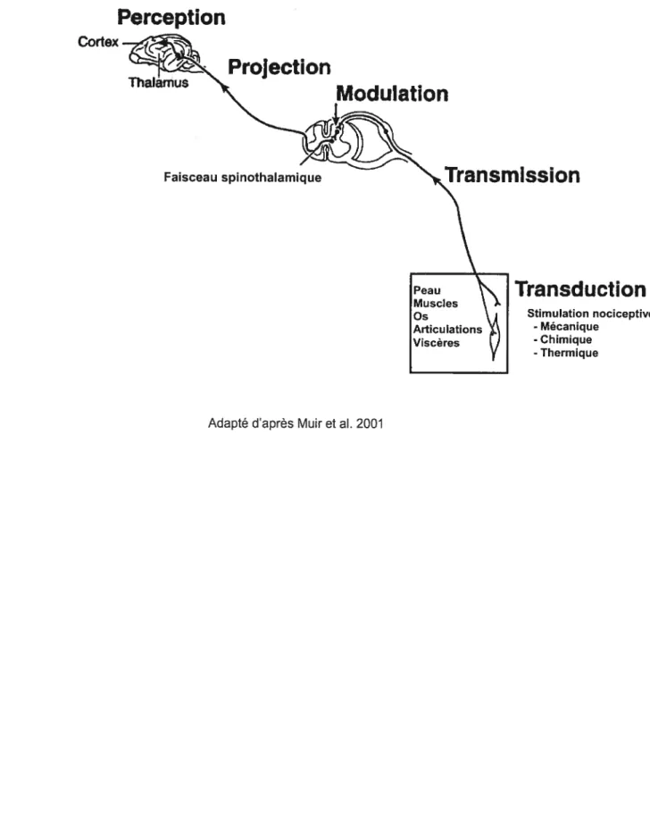 Figure 12. Synthèse schématique des voies nerveuses impliquées dans nociception et la douleur Perception Transduction Stimulation nociceptive - Mécanique - Chimique - Thermique laProjection