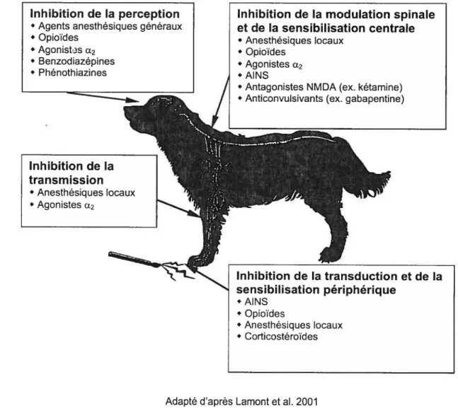 Figure 13. Sites d’action des principales classes d’agents analgésiques Inhibition de la modulation spinale et de la sensibilisation centrale