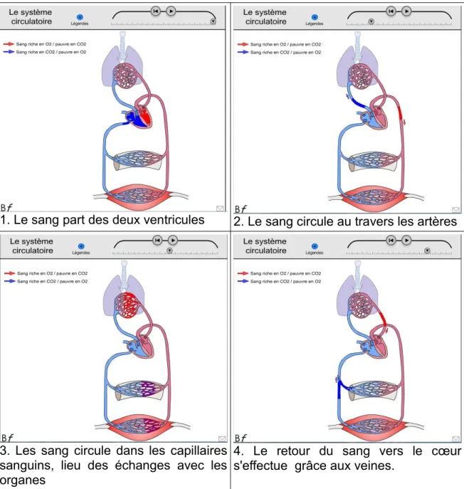 Figure 3   : Copies d'écrans de l'animation « le système circulatoire sanguin » issue du site internet « biologie en flash ».