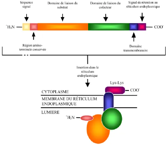 Figure 2: Structure des UGT et représentation graphique de leur localisation transmembranaire au  niveau du réticulum endoplasmique