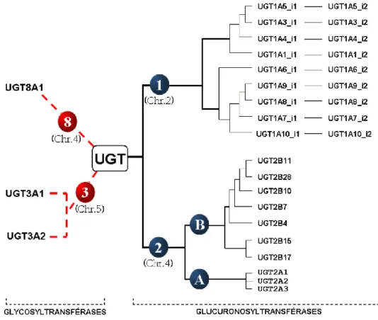 Figure  3:  Arbre  phylogénétique  de  la  superfamille  des  UGT  humains.  Entre  elles,  les  glucuronosyltransférases  des  familles  UGT1  et  UGT2  partagent  environ  50%  d‘homologie  dans  leurs  chaînes d‘acides aminés