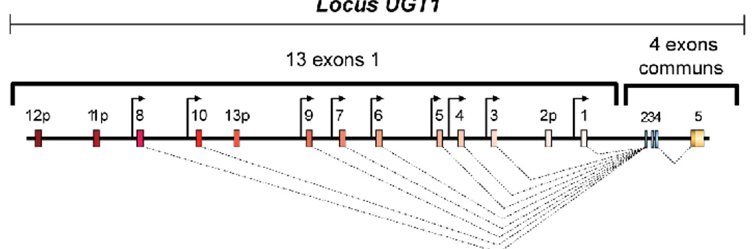 Figure 4: Représentation du locus UGT1. Lors du processus de transcription, un des 13 exons 1 du locus  est  joint  aux  4  exons  communs  (2,  3,  4  et  5),  ce  qui  donne  une  possibilité  d‘expression  de  13  transcrits  UGT1 distincts