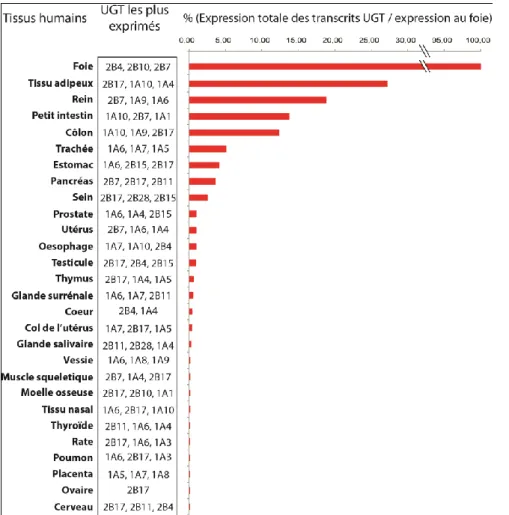 Figure  5 :  Niveaux  d’expression  relatifs  des  UGT  dans  les  tissus  humains.  Grace  à  l‘avènement  de  méthodes comme le PCR en temps réel, il est maintenant possible d‘évaluer l‘expression relative de chacun  des  UGT  en  ARNm  dans  un  tissu