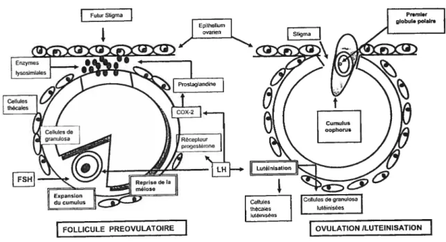 Figure 3. Mécanismes cellulaires induits durant le processus ovulatoire dans le follicule ovarien (adapté dc EricIson