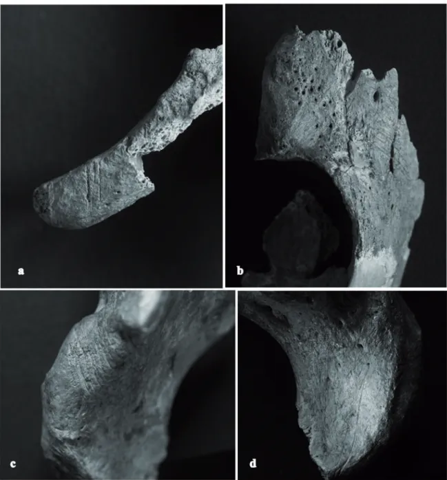 Figure 3 : Fragments des os coxaux qui montrent des stries de découpes à plusieurs endroits