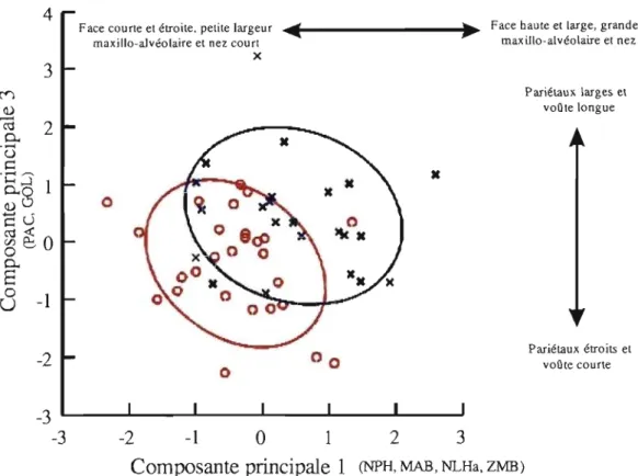 Tableau 5.4. La  signification des composantes quant au  dimorphisme sexuel. 