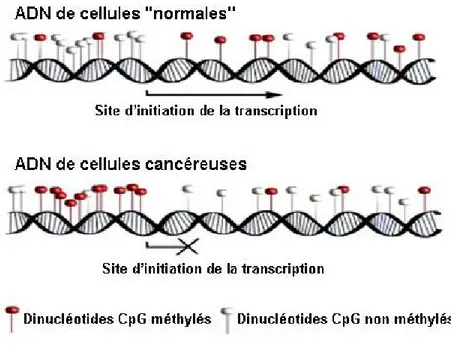 Figure 1.7 Statut de méthylation des cellules versus cellules cancereuses. Contrairement  aux  cellules  normales,  les  cellules  cancéreuses  présentent  une  distribution  altérée  des   5‟-méthylcytosines,  en  particulier  avec  une  hyperméthylation 