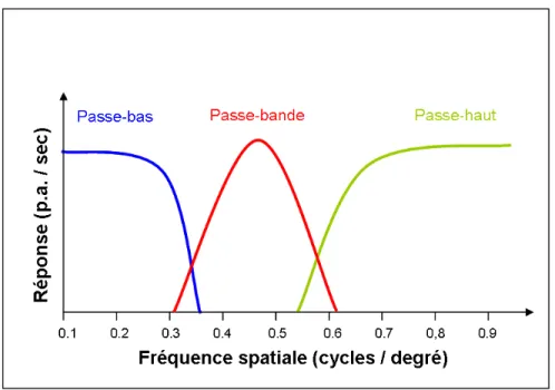 Figure 4. Courbes de sélectivité à la fréquence spatiale des neurones du cortex visuel  primaire 