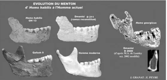FIGURE 9. — Photographies des mandibules H. habilis, H. georgicus et de l’Homme anatomiquement moderne (vue de profil)  FIGURE 9