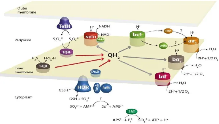 Figure 1.2.  Modèle de l’oxydation du soufre chez  A. ferrooxidans ATCC 23270.  Le soufre  élémentaire  du  milieu  est  converti  en  sulfane  sulfate  (GSSH)  et  est  amené  vers  la  protéine  heterodisulfide reductase (HDR) par les protéines de transf