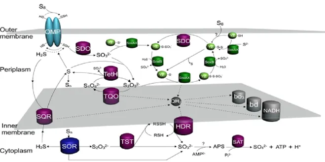 Figure 1.3. Modèle de l'oxydation du soufre chez A. caldus  MTH-04. Le soufre élémentaire  entre dans la bactérie par une outer membrane protein (OMP) et est converti en persulfide sulfur  (S-SH)