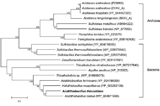 Figure  1.5.  Arbre  phylogénique  basée  sur  les  divergences  des  séquences  protéiques  de  l'enzyme sulfur oxygenase reductase (SOR) de différentes espèces d’archées et de bactéries  (Yin  et al., 2014)