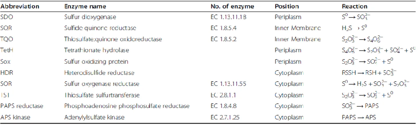 Figure  1.6.  Enzymes  du  métabolisme  du  soufre  chez  A.  ferrooxidans,  A.  caldus  et  A
