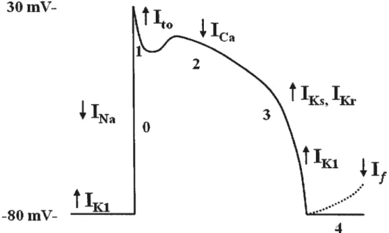Figure 1.1 Le potentiel d’action cardiaque et les courants ioniques prédominants de chaque phase