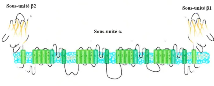 Figure 1.2 Structure de l’arrangement transmembranaire du canal sodique dépendant du voltage