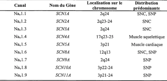 Tableau 1.1 Classification et distribution tissulaire des sous-unités Œ des canaux Na.