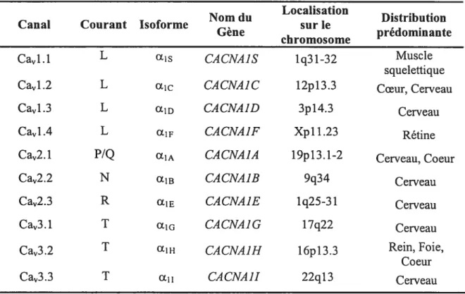 Tableau 1.2 Classification et distribution tissulaire des sous-unités CL des canaux Ca.