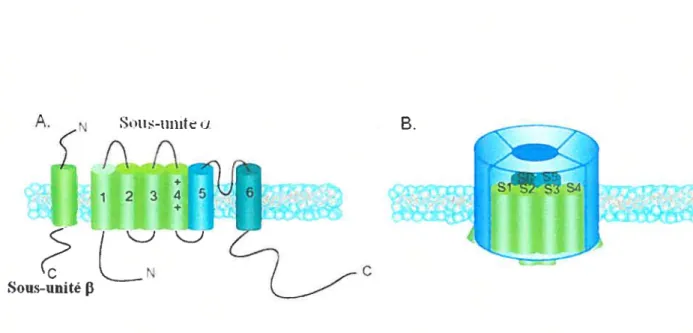 Figure 1.4 A. Représentation schématique de la structure du canal potassique à 6 segments transmembranaires