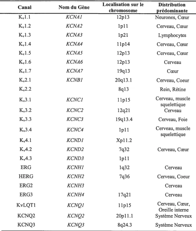 Tableau 1.3 Classification et distribution tissulaire des sous-unités Œ des canaux K fonctionnels.