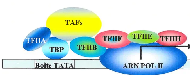 Figure 1.6 Représentation des principales composantes de la machinerie basale de la transcription.