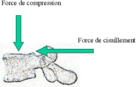 Figure 3 : Force de compression et de cisaillement sur une vertèbre lombaire. 
