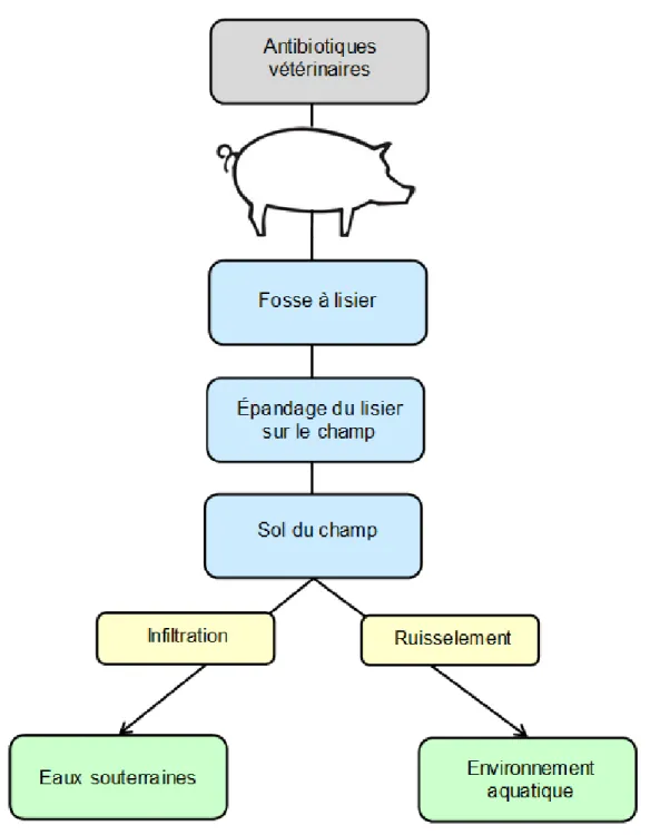 Figure 1-8. Explication de la voie d’entrée principale des antibiotiques dans l’environnement