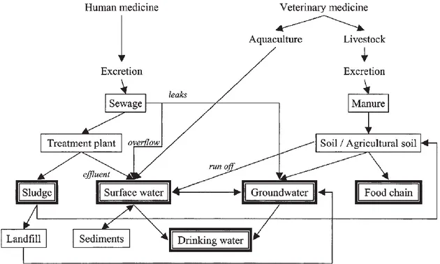 Figure  1-10  Sources  et  devenir  environnemental  des  hormones  oestrogéniques  et  progestagéniques [138]